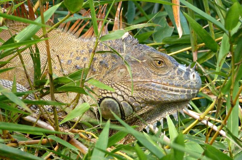 0440groeneleguaanjpg.jpg