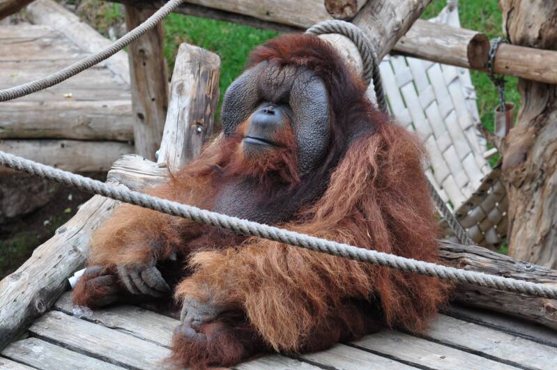 0446jungleparkorangutanjpg.jpg