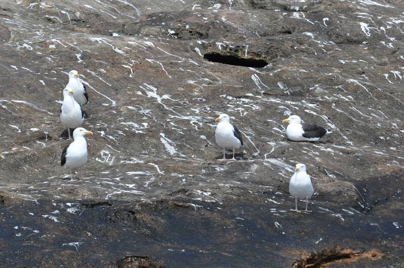 0474doneldaspuffinboattourscalifornischemeeuwenjpg.jpg