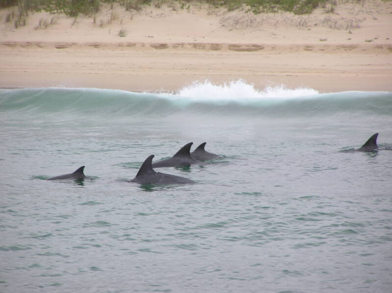 0486whalewatchingplettenbergbaydolfijnenjpg.jpg