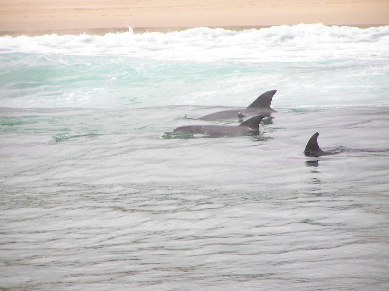 0487whalewatchingplettenbergbaydolfijnenjpg.jpg