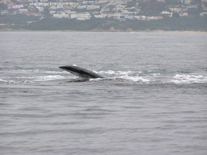 0489whalewatchingplettenbergbayzuidkaperjpg.jpg