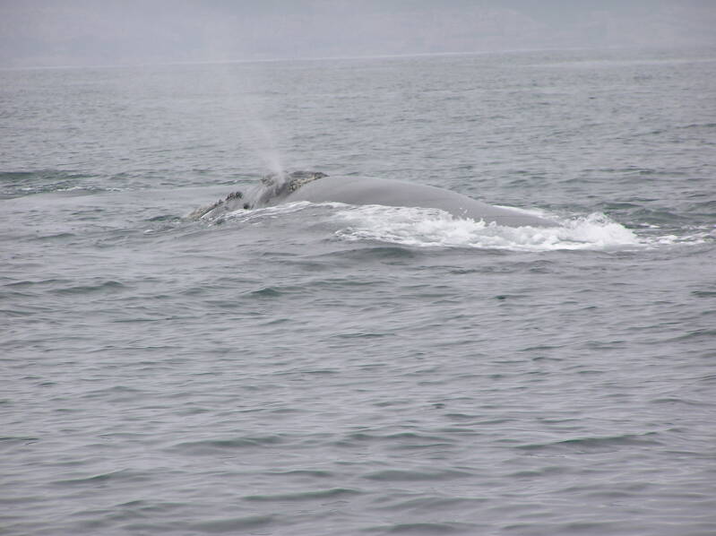 0496whalewatchingplettenbergbayzuidkaperjpg.jpg