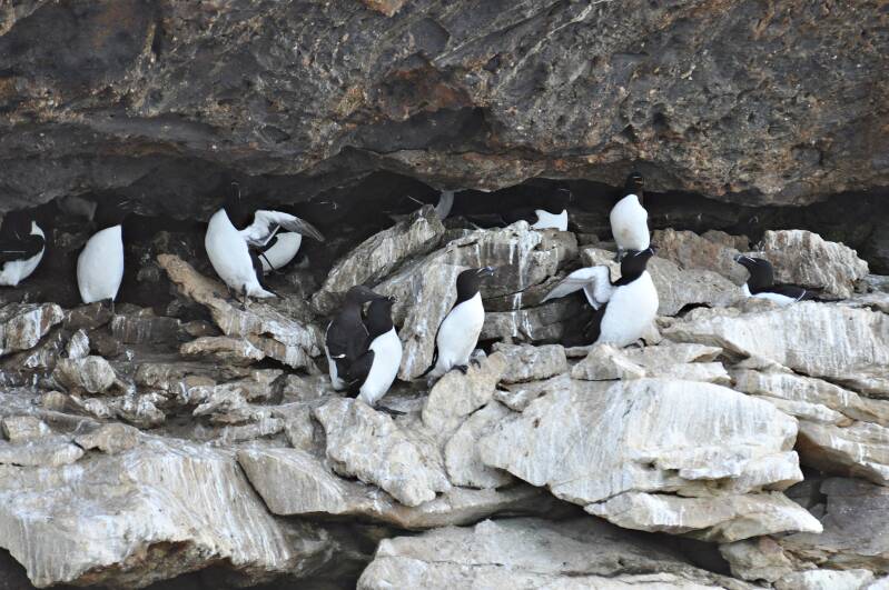 0498doneldaspuffinboattoursalkenjpg.jpg