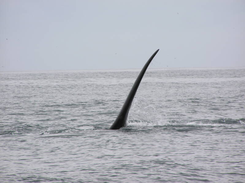 0498whalewatchingplettenbergbayzuidkaperjpg.jpg