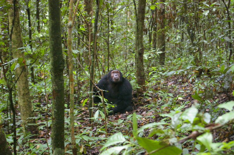 0508chimpwandelingchimpanseejpg.jpg