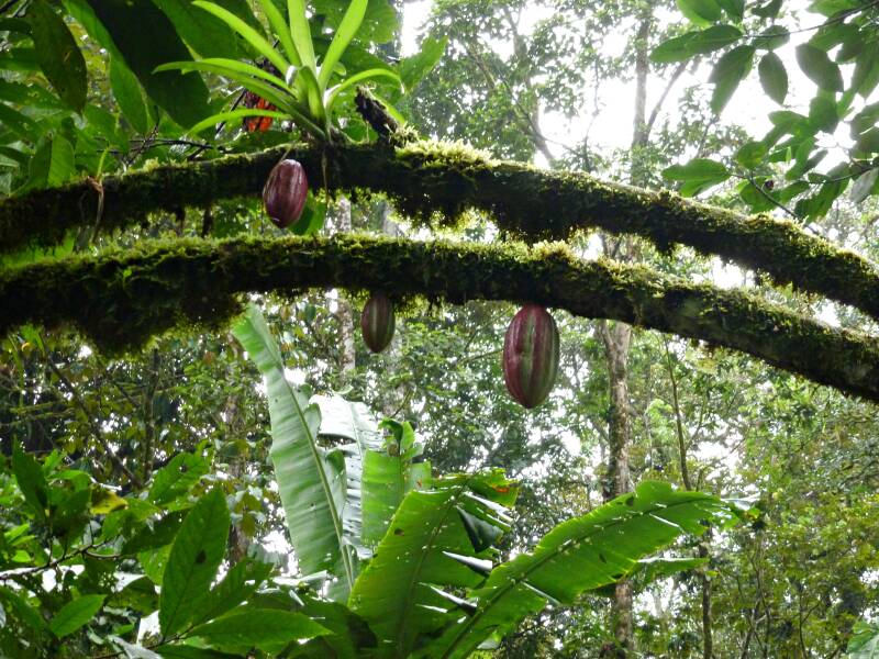 0538sarapiquitirimbinarainforestchocoladetourvruchtencacaoplantjpg.jpg