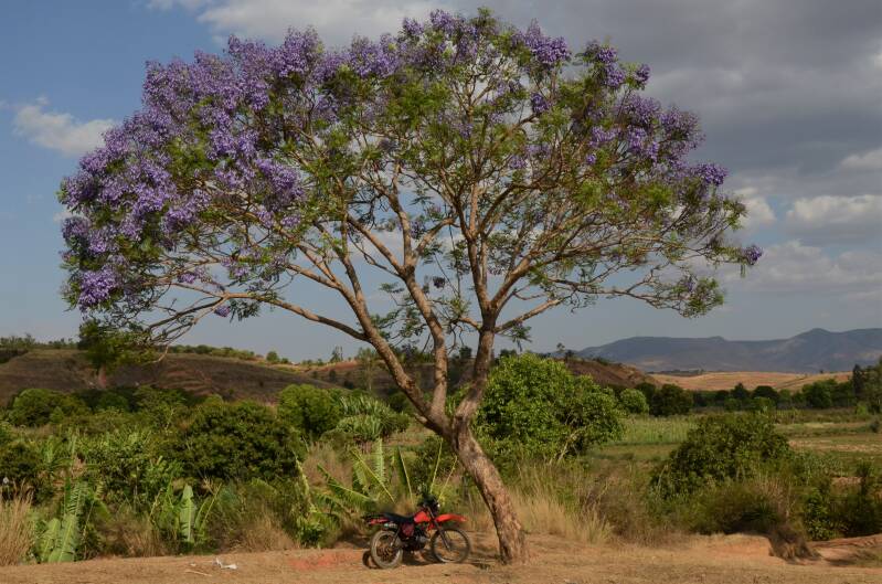 0551morondava-antsirabejacarandaboomjpg-1.jpg