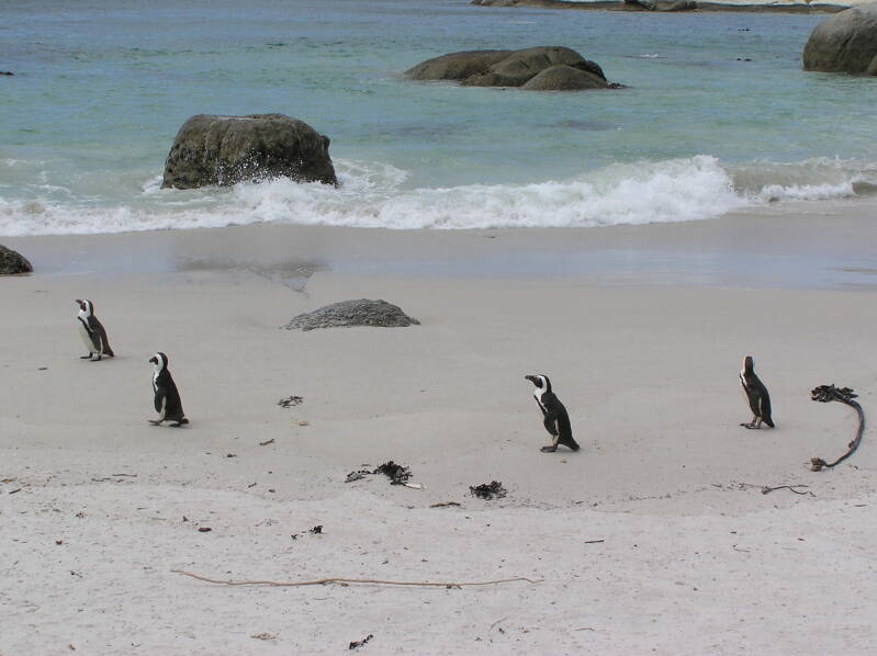 0592bouldersafrikaansepinguinjpg.jpg
