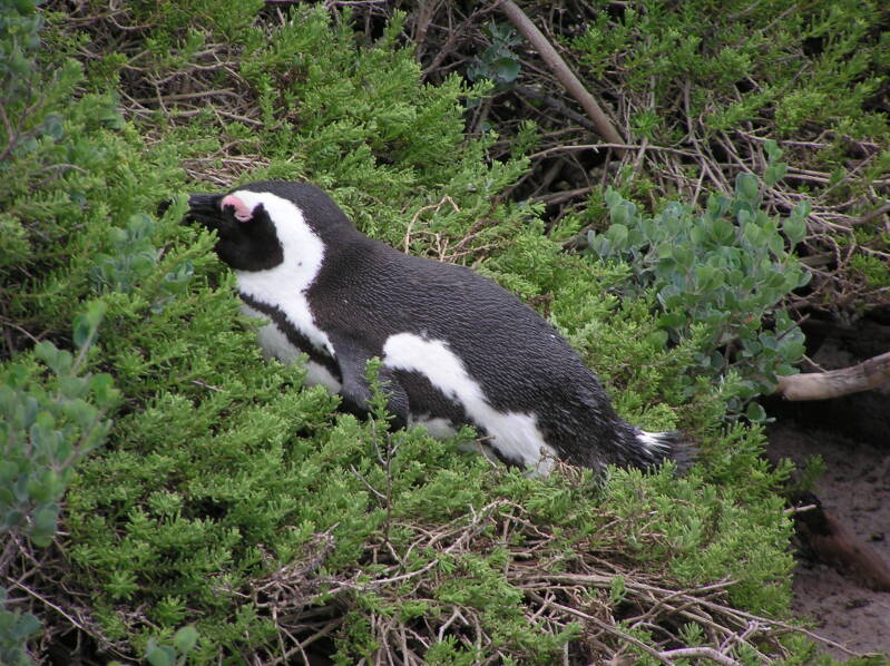 0597bouldersafrikaansepinguinjpg.jpg
