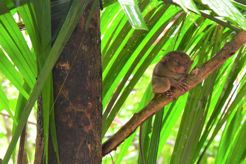0633boholtourtarsierconservationareajpg.jpg
