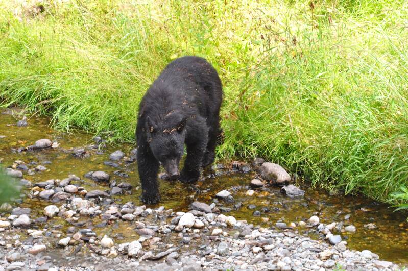 0633zwartebeerbijfishcreekjpg.jpg