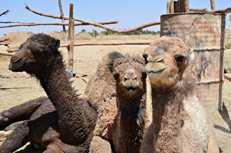 0643dromedarissenomtemelkenjpg-1.jpg