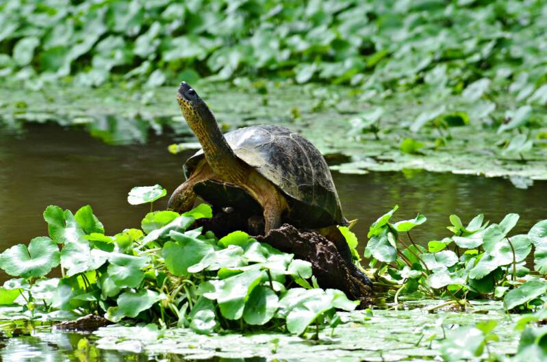 0675tortuguerozwarterivierschildpadjpg.jpg