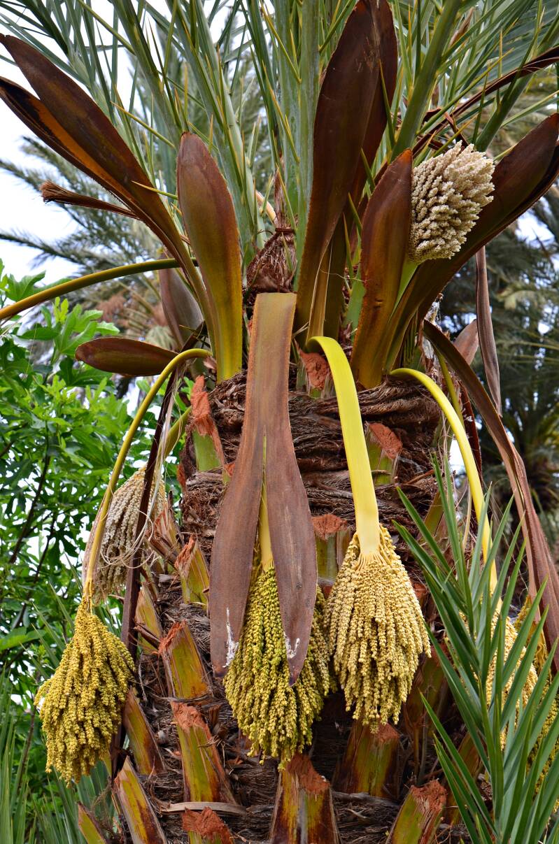 0701todraoasemannelijkezadenvandedadel-palmboomjpg-1.jpg