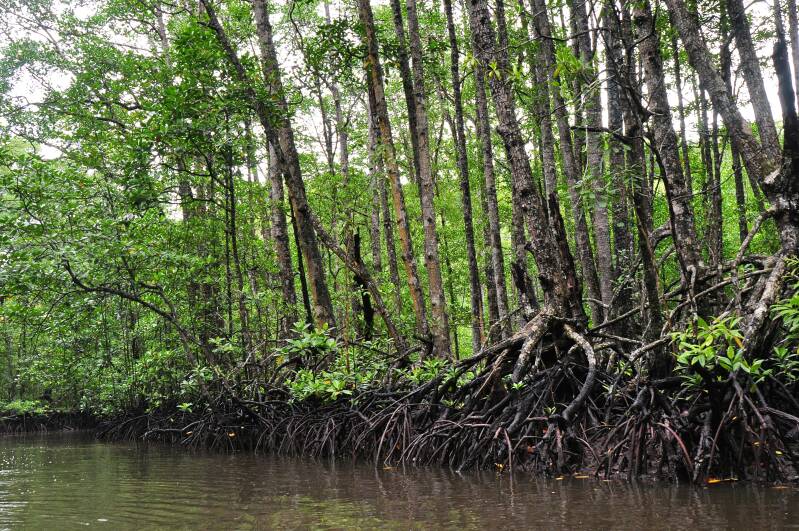 0709sabangsabangmangroveforestjpg.jpg