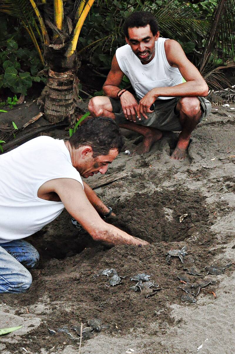 0715tortuguerowandelingsergiohellptdejongezeeschildpaddenjpg.jpg