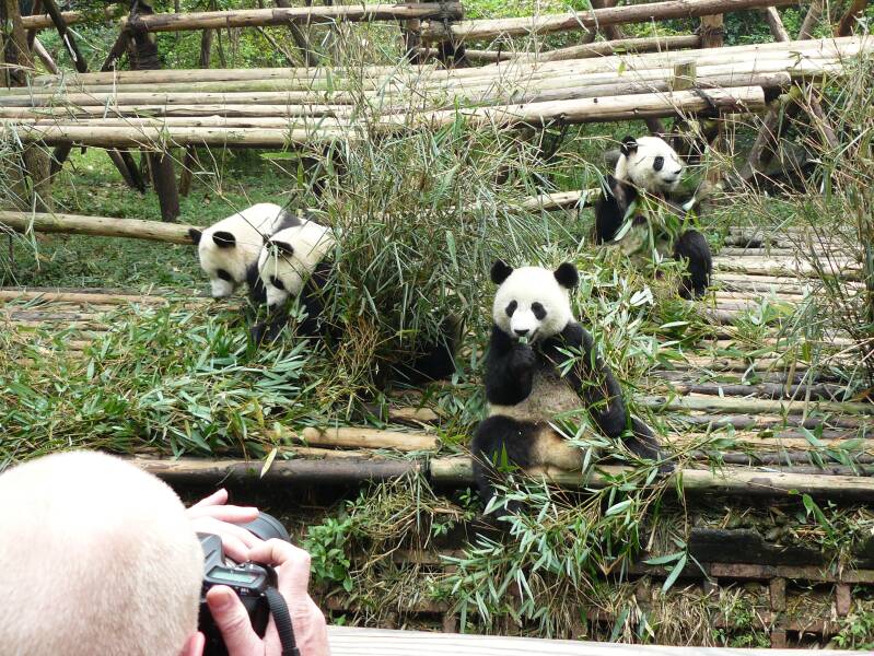 0727chengdugiantpandabreedingresearchfacilityjpg.jpg