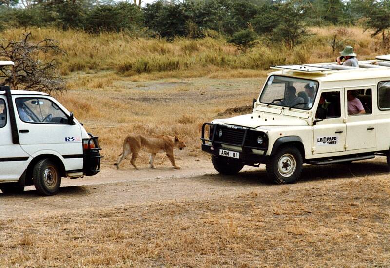 072serengetileeuwtussendetoeristen.jpg