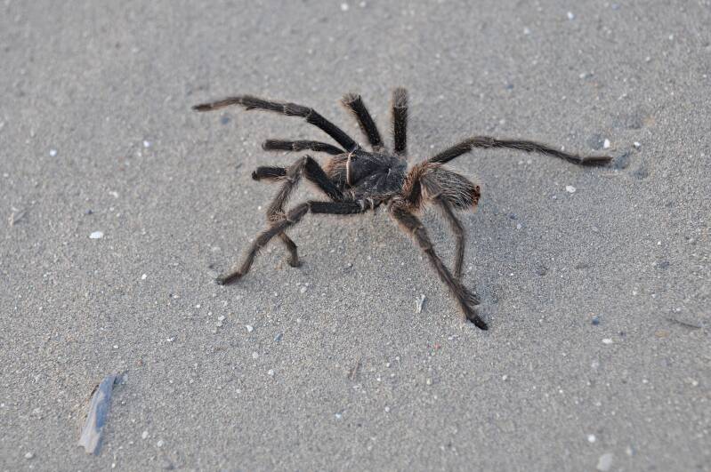 0739peninsulavaldesnpwandelingpuntapiramidetarantulajpg.jpg