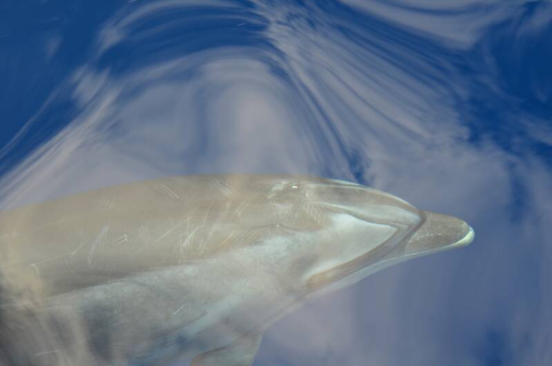 0740boottochtvanuitfunchaltuimelaarbottlenosedolphinjpg.jpg