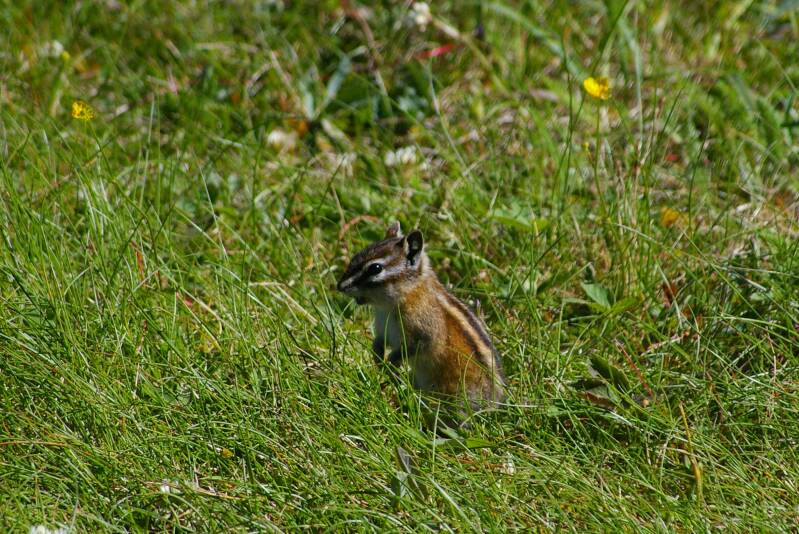 0786wandelingschafferpointmalignelakeleastchipmunkjpg.jpg