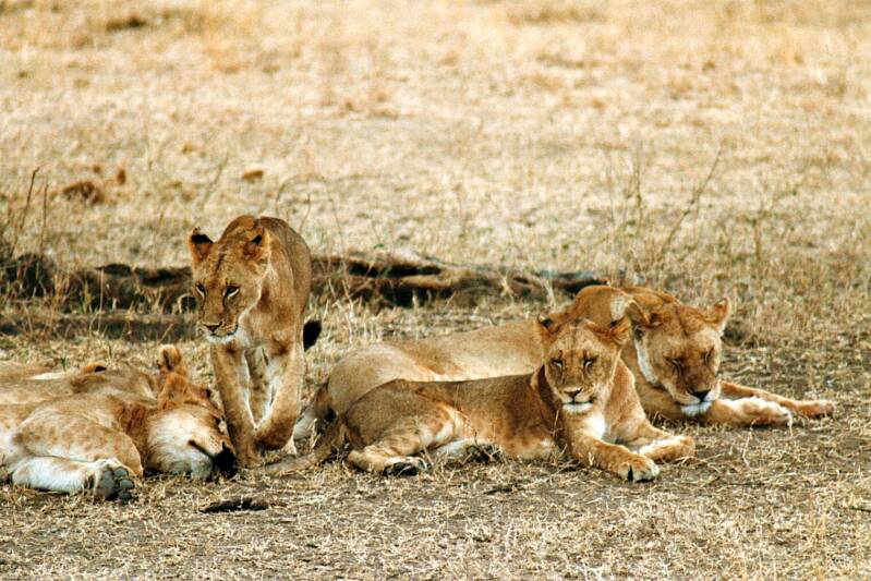 078serengetileeuwen.jpg