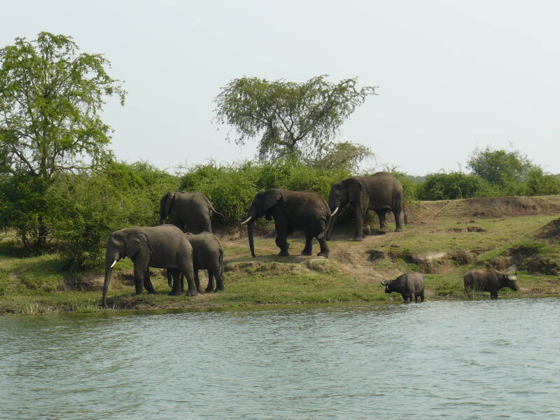0794boottochtolifantenmetkafferbuffelsjpg.jpg