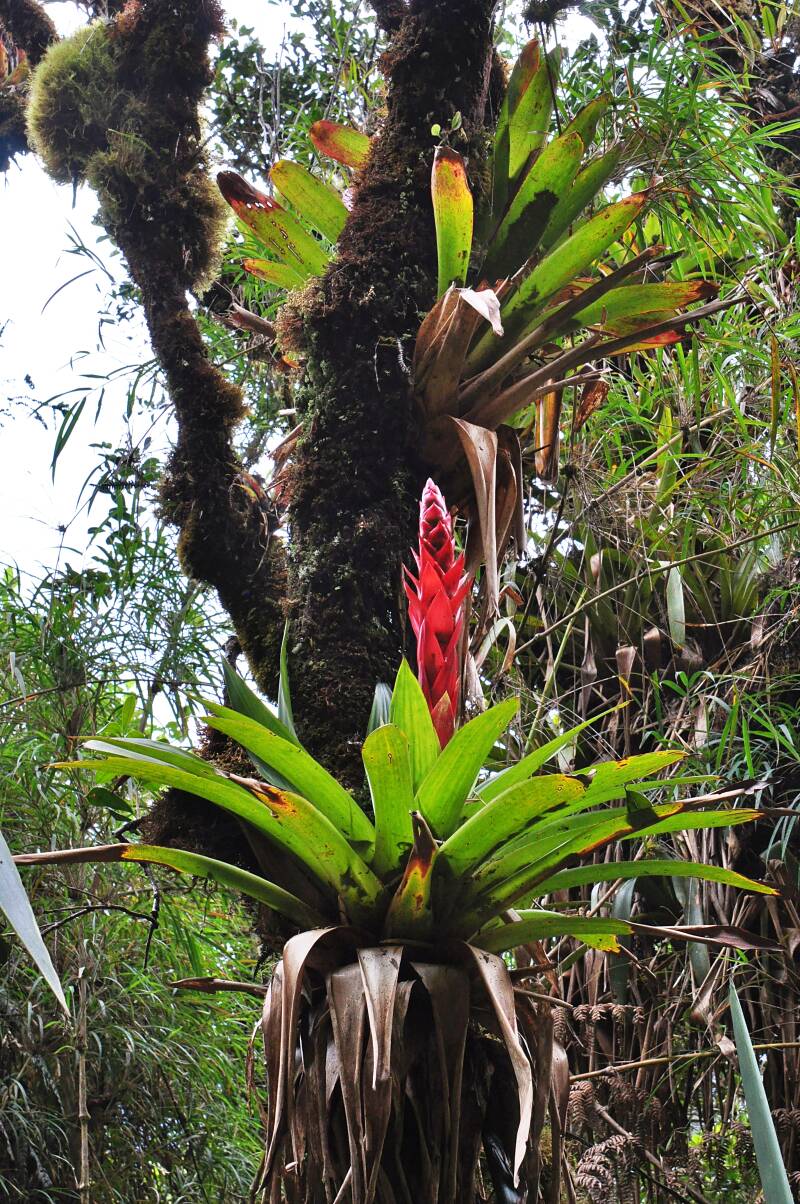 0864puracnpwandelingnaartermalesdesanjuanbromeliajpg.jpg