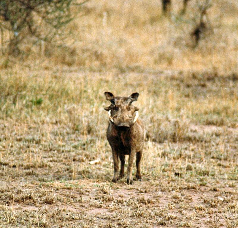 086serengetiwrattenzwijn.jpg