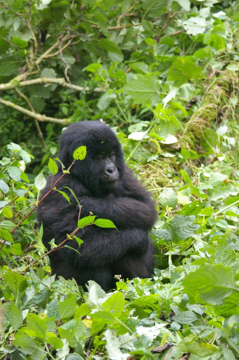 0912gorillawandelingjpg.jpg