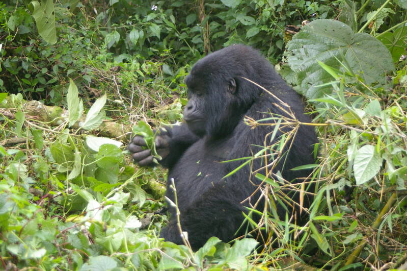 0916gorillawandelingjpg.jpg