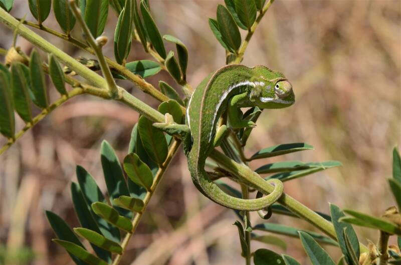 0951andringitranpchameleonwandelingpanterkameleonjpg-1.jpg