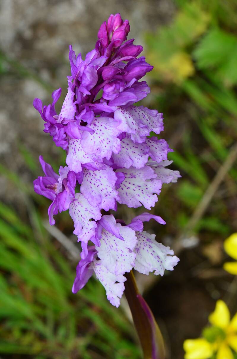 1025piekenwandelingorchideeorchisscopulorumjpg.jpg