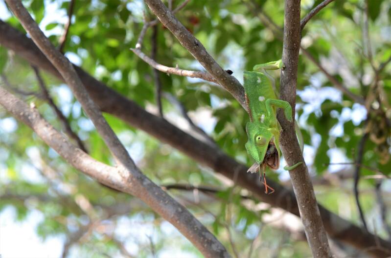 1048ambalavaopriveparkanjakameleonjpg-1.jpg