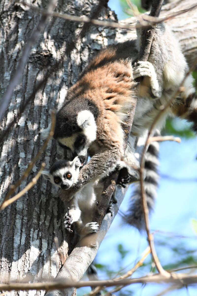 1061ambalavaopriveparkanjaringstaartmakisring-tailedlemurjpg-1.jpg