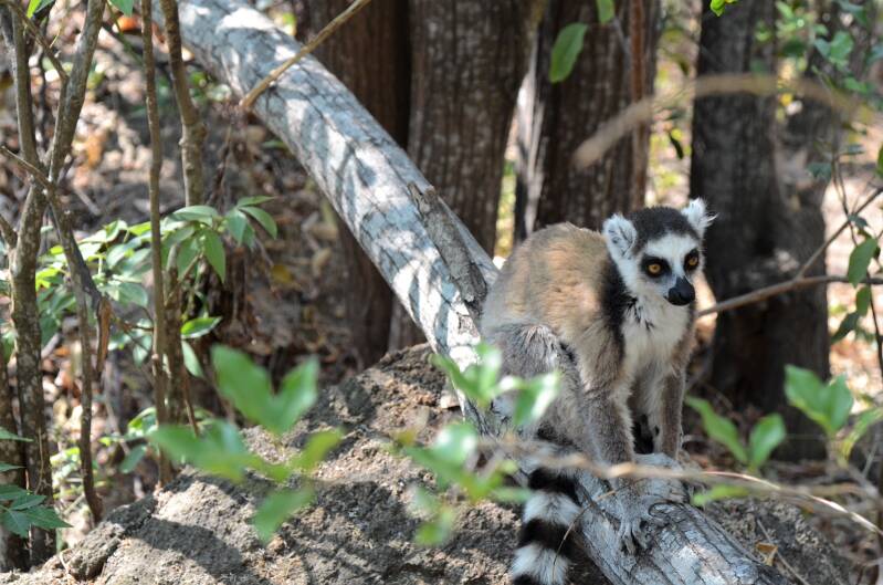 1075ambalavaopriveparkanjaringstaartmakiring-tailedlemurjpg-1.jpg