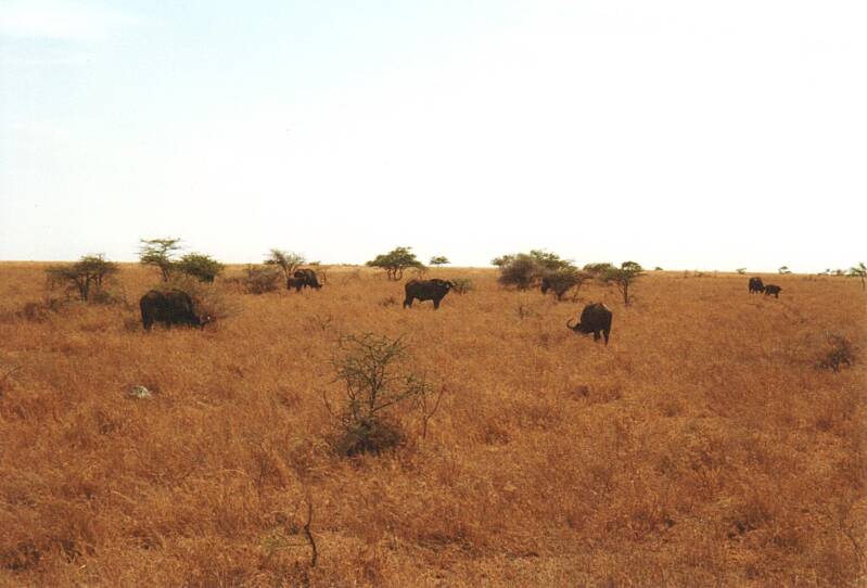 108serengetikaapsebuffels.jpg