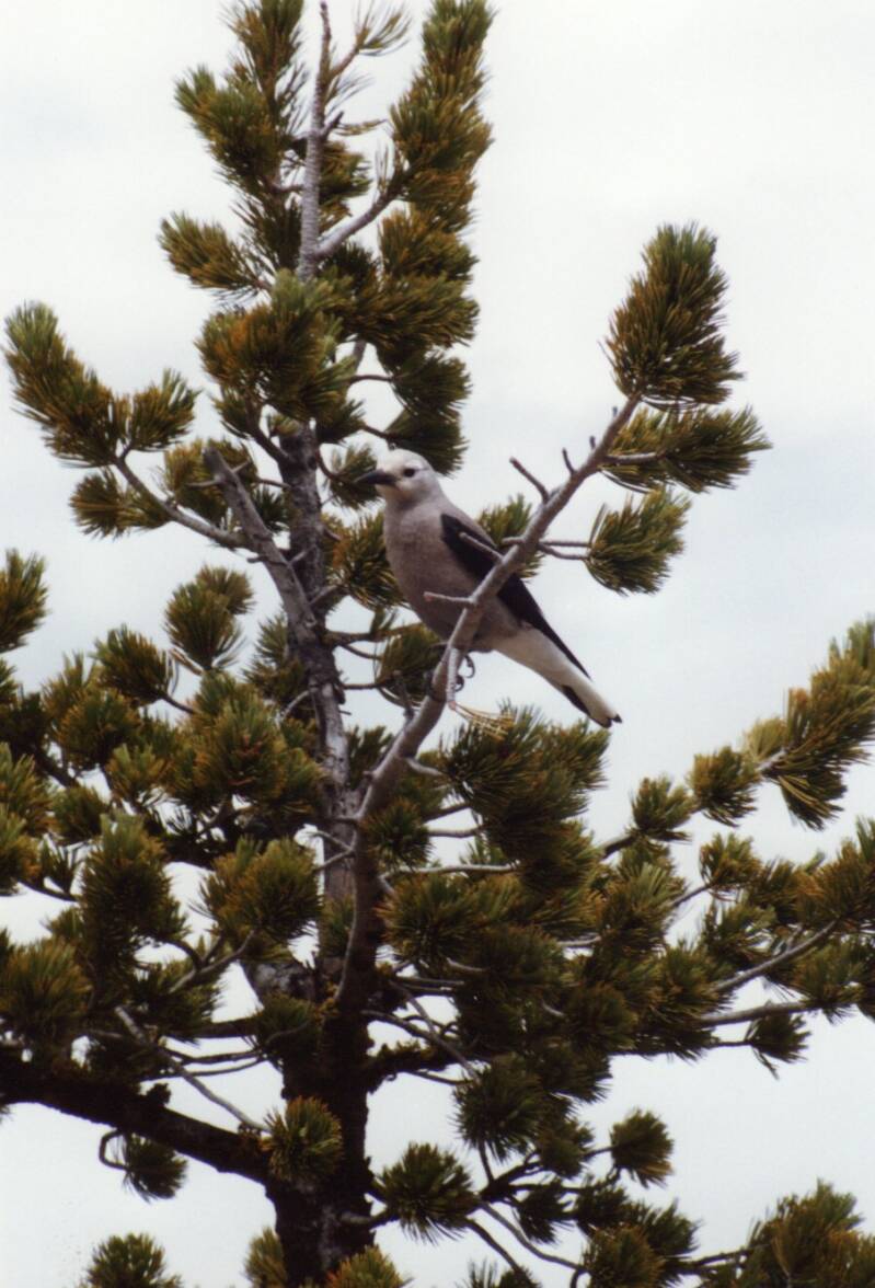 109yellowstonegrayjay.jpg