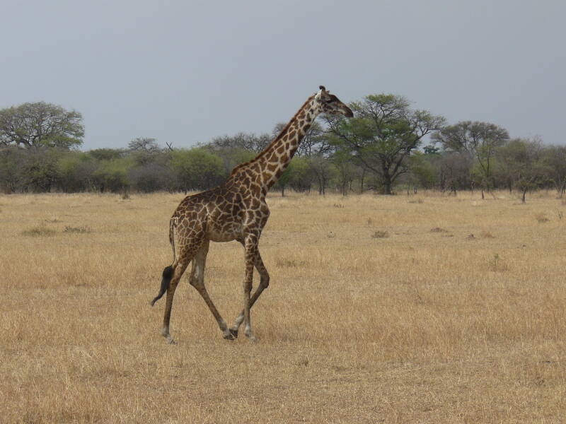 1104serengetimasaigiraffejpg.jpg