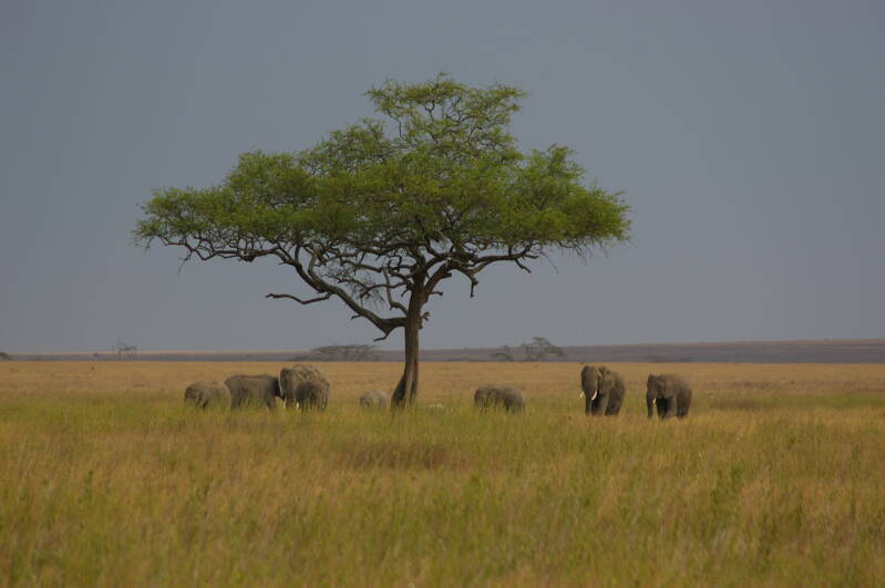 1211serengetiolifantenjpg.jpg