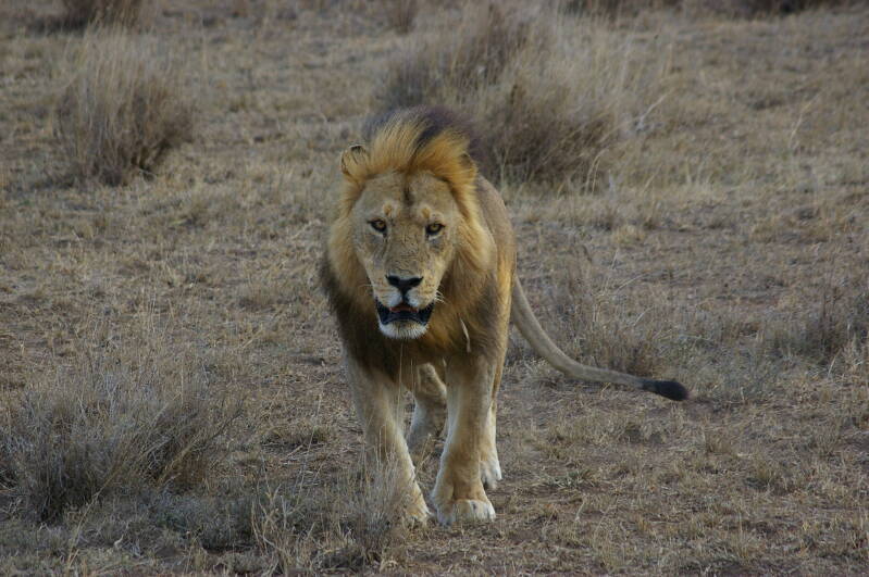 1228serengetileeuwjpg.jpg