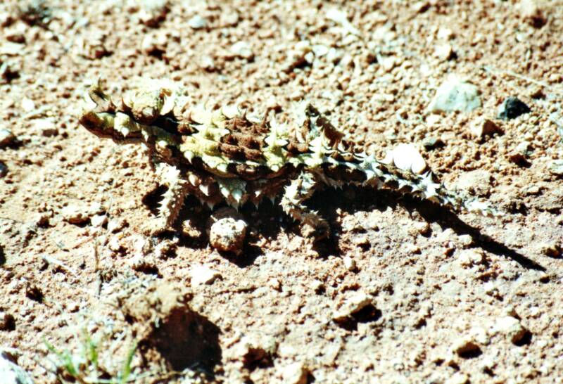 122thornydevil.jpg