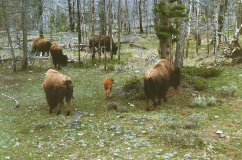 122yellowstonebisons.jpg