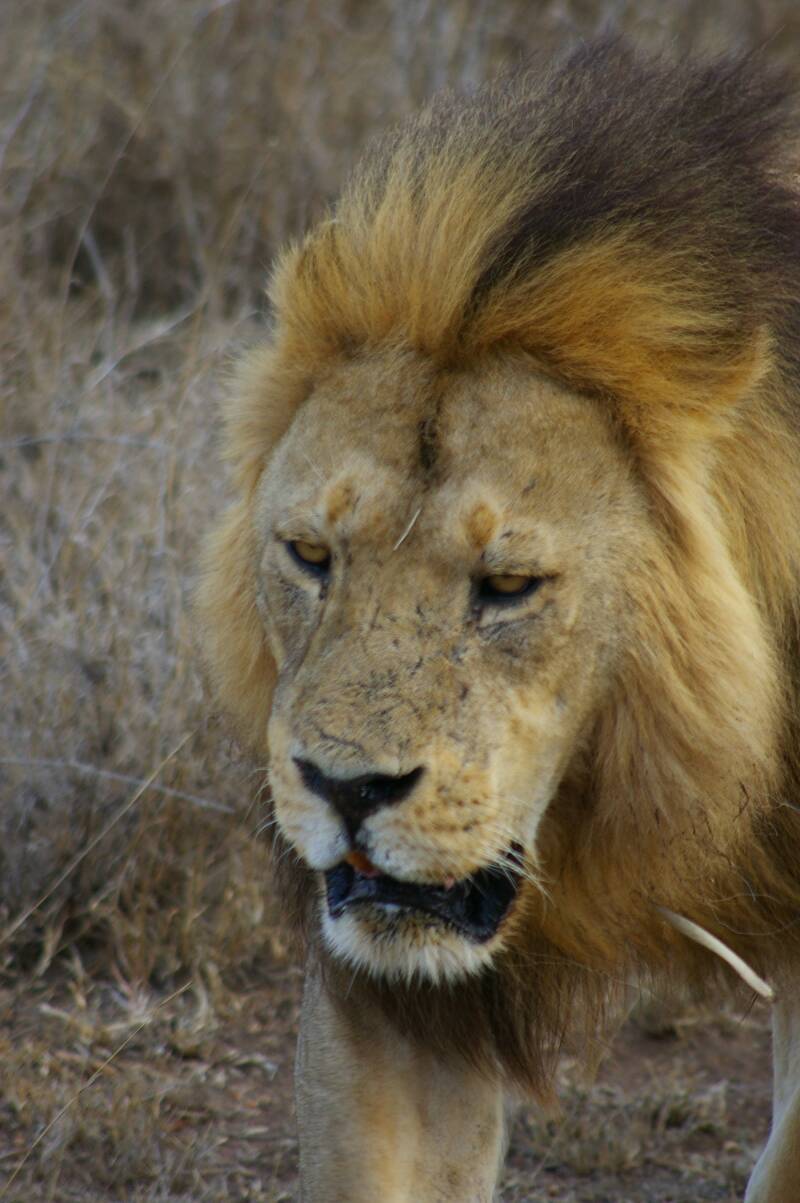 1231serengetileeuwjpg.jpg