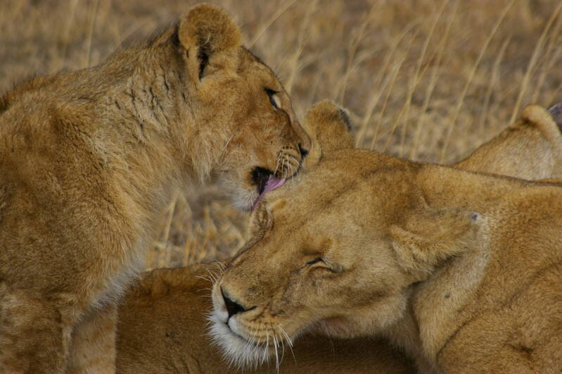 1257serengetileeuwenjpg.jpg