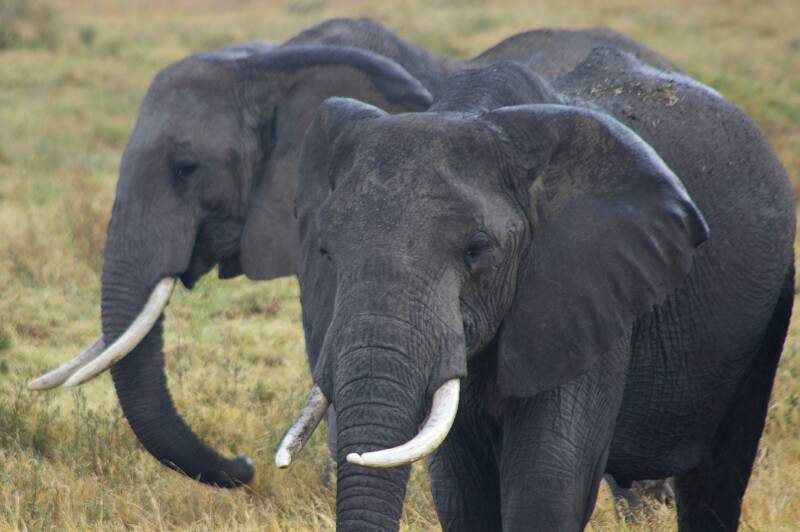 1269serengetiolifantenjpg.jpg