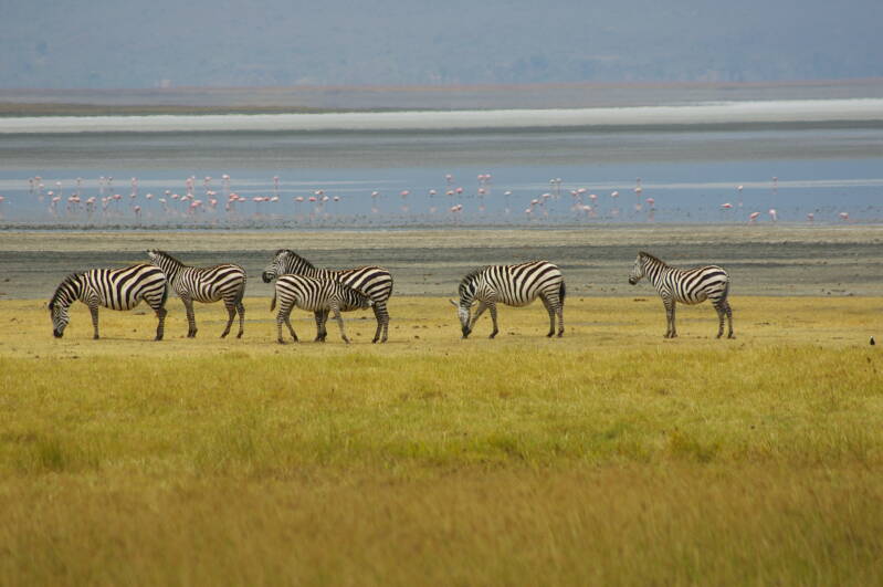 1296ngorongorokraterzebrasvoorflamingosinhetzoutmeerjpg.jpg