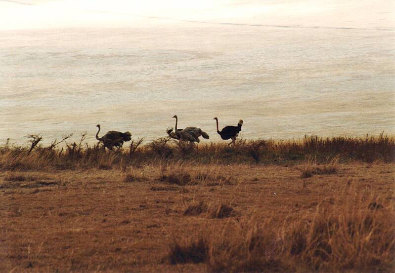 136ngorongorokraterstruisvogels.jpg