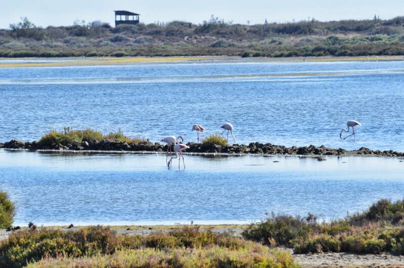 1416cabodegataflamingosjpg.jpg